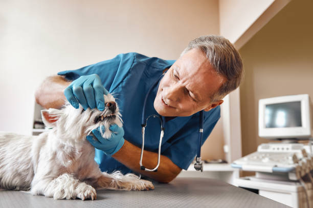 Best Walk-In Emergency Dental Services in Utica, NY